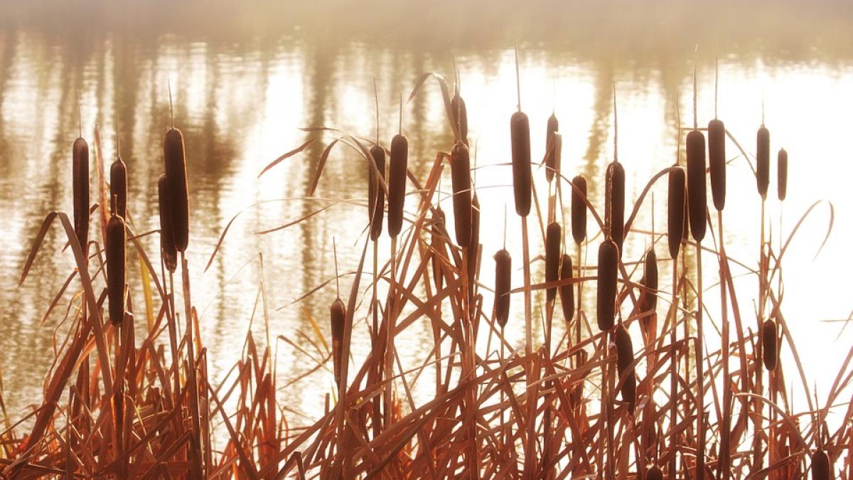 descoperire macabra langa un iaz comunal trupul unui barbat disparut de noua ani a aparut din senin