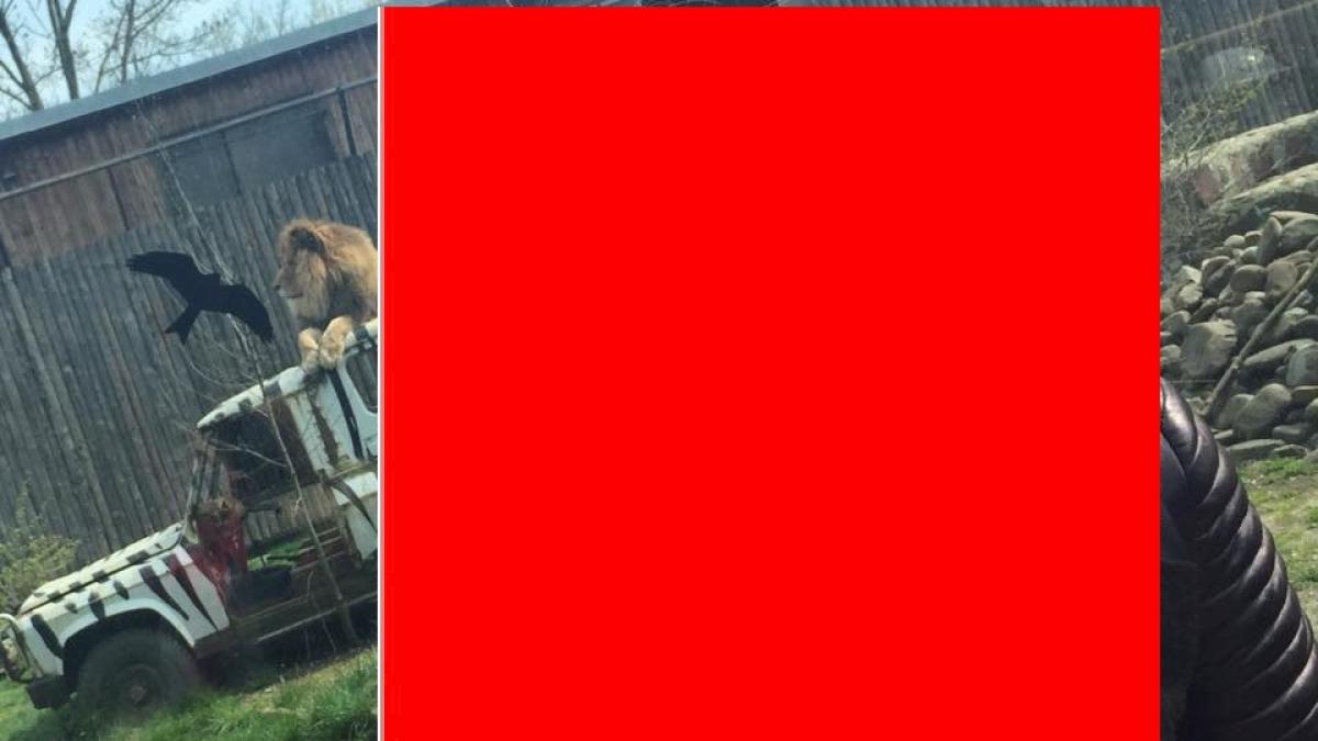 lumea s a trezit cu ea la gradina zoo nu le a venit sa creada cand au vazut o