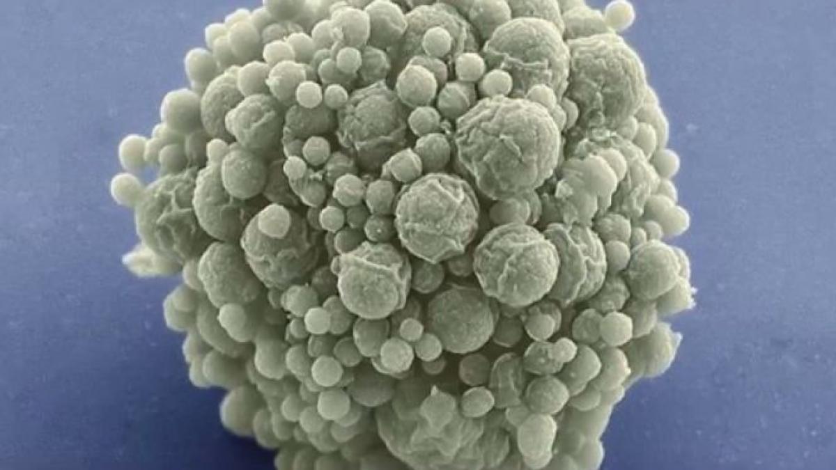 descoperire extraordinara intr un laborator de cercetare este cea mai simpla forma de viata