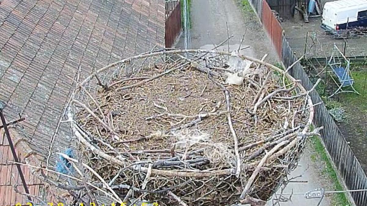 traseul pasarilor migratoare au parcurs 9 000 de kilometri in 80 de zile