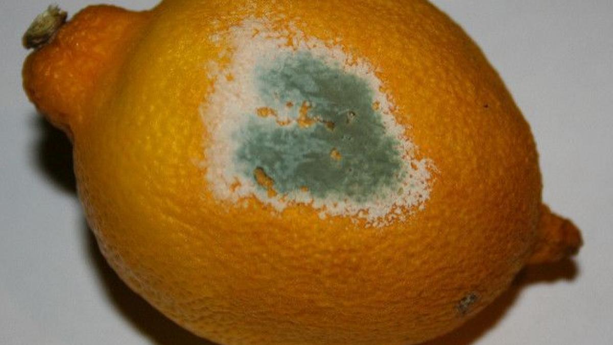 de ce nu e bine sa mananci un aliment mucegait chiar si dupa ce inlaturi portiunea afectata putini