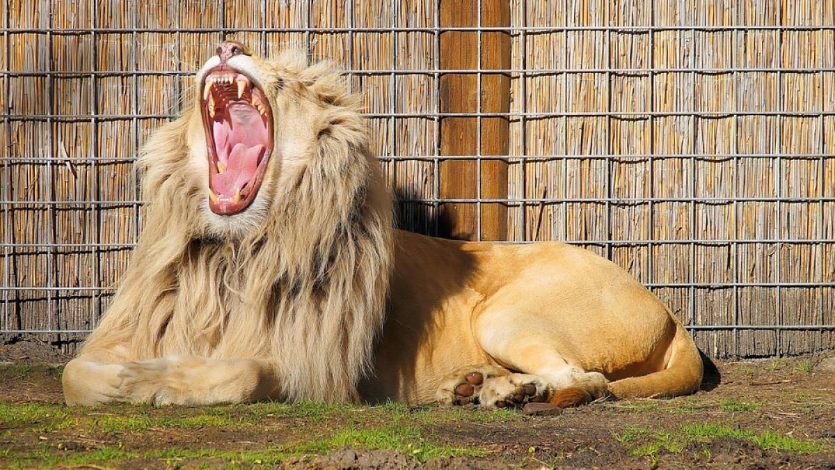 fiara imblanzita un leu are o slabiciune incredibila ce l transforma in pisicuta