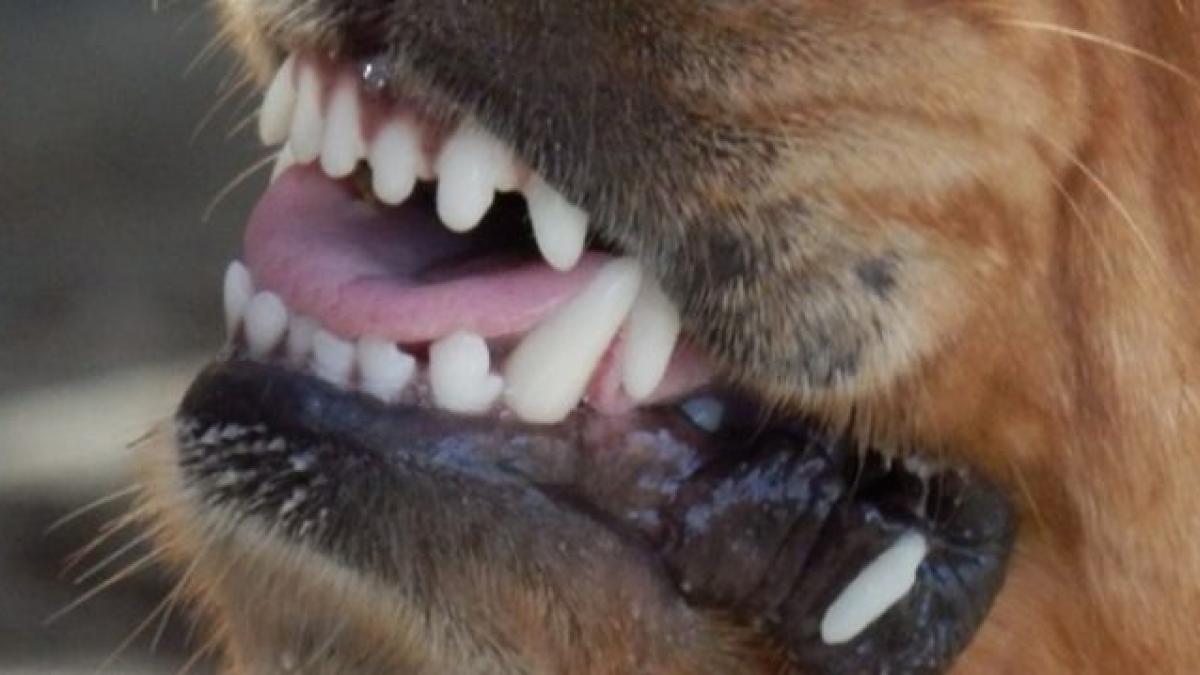 o femeie si cei doi copii ai sai sfasiati de un caine lup