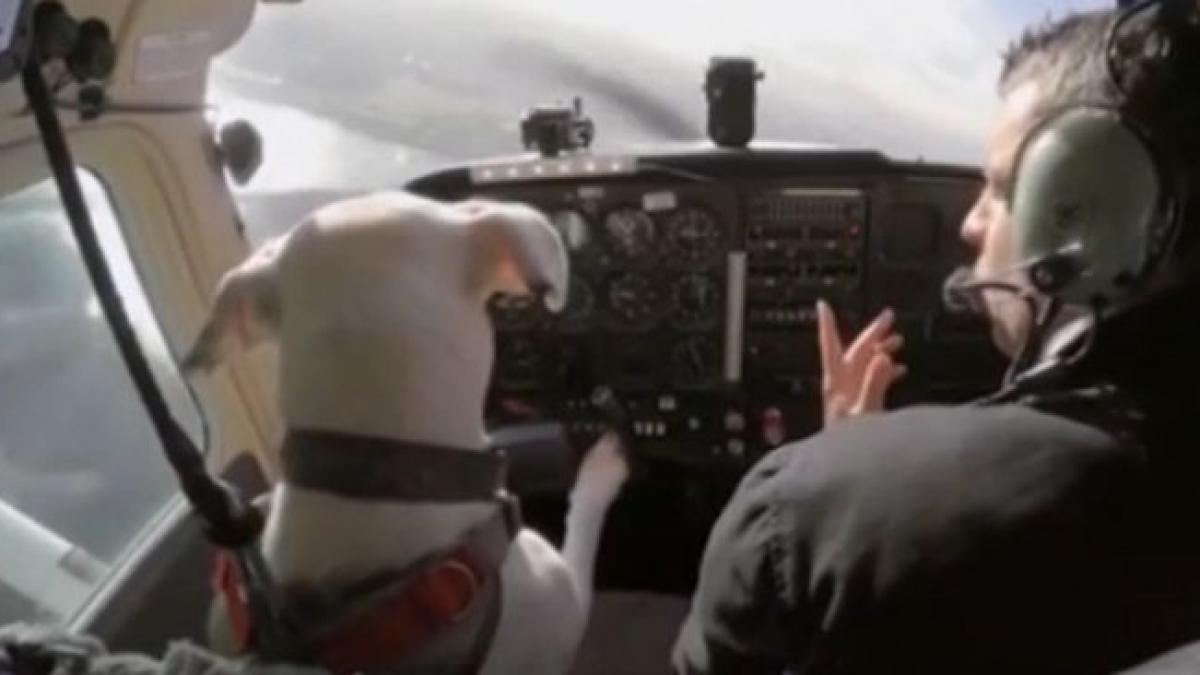 caine dresat cu succes sa piloteze un avion video