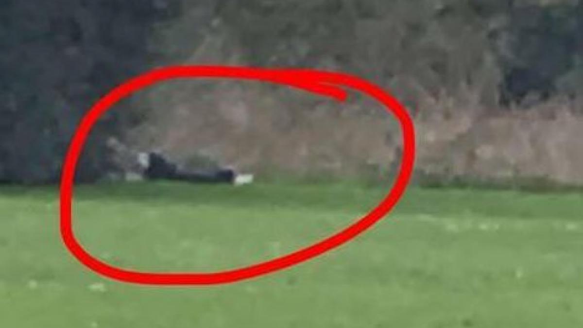 se plimbau prin parc cand au vazut ceva socant au facut o poza si au postat o imediat pe internet