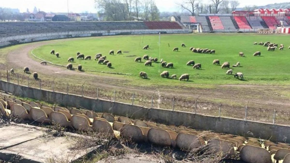 imagini incredibile dintr un municipiu care a castigat cupa romaniei oile pasc pe stadion