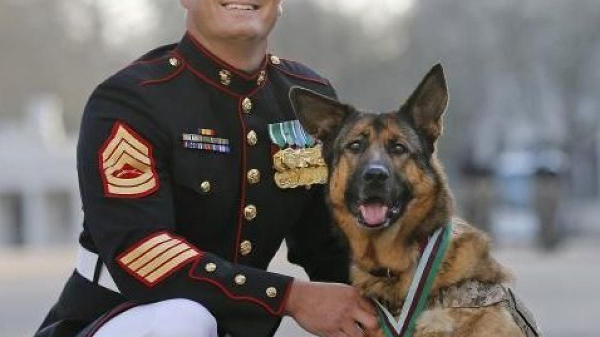 a salvat vietile a mii de militari in afganistan cum a fost recompensat patrupedul