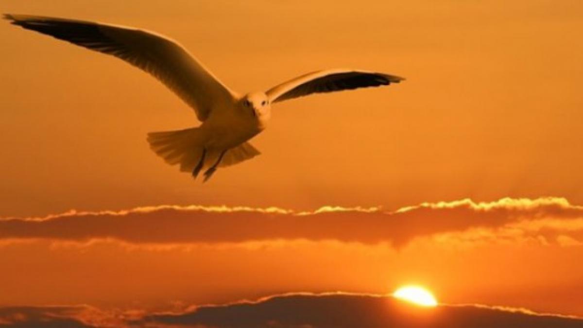 anm temperaturi specifice zonei tropicale in perioada urmatoare