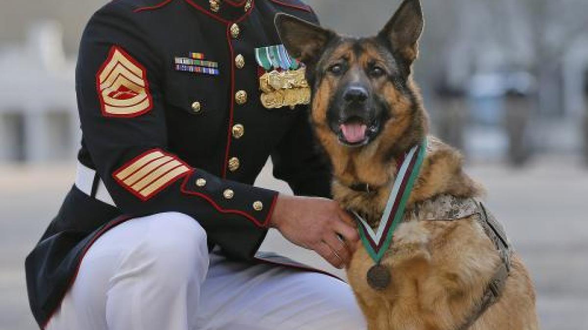 cainele lucca medaliat