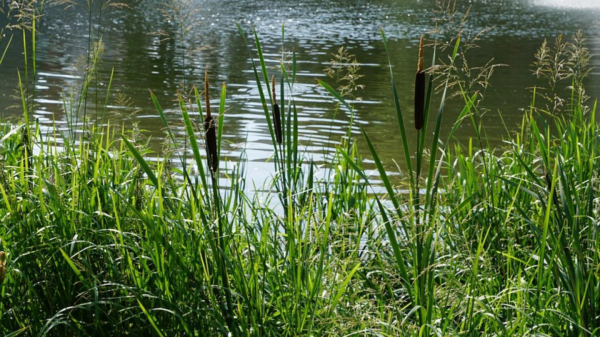 romania si bulgaria vor semna un contract important ce se va construi sub dunare