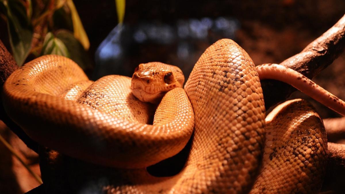 vedeta pop cobra indonezia spectacol