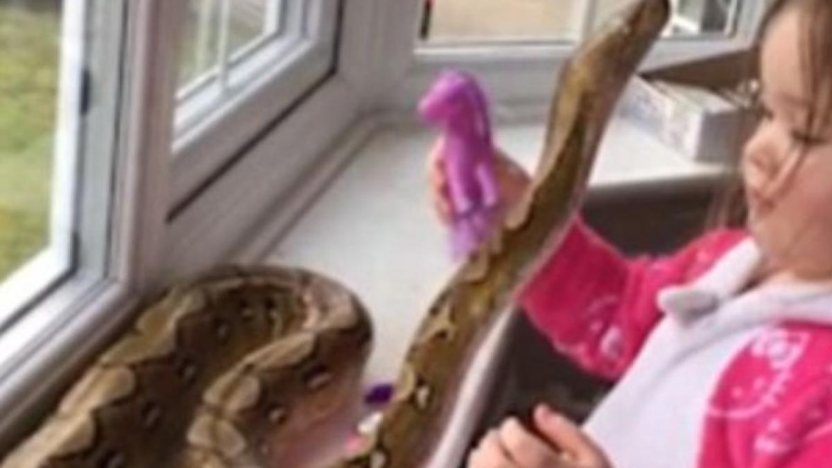 o fetita de 3 ani incearca sa se joace cu pitonul adus de tatal ei