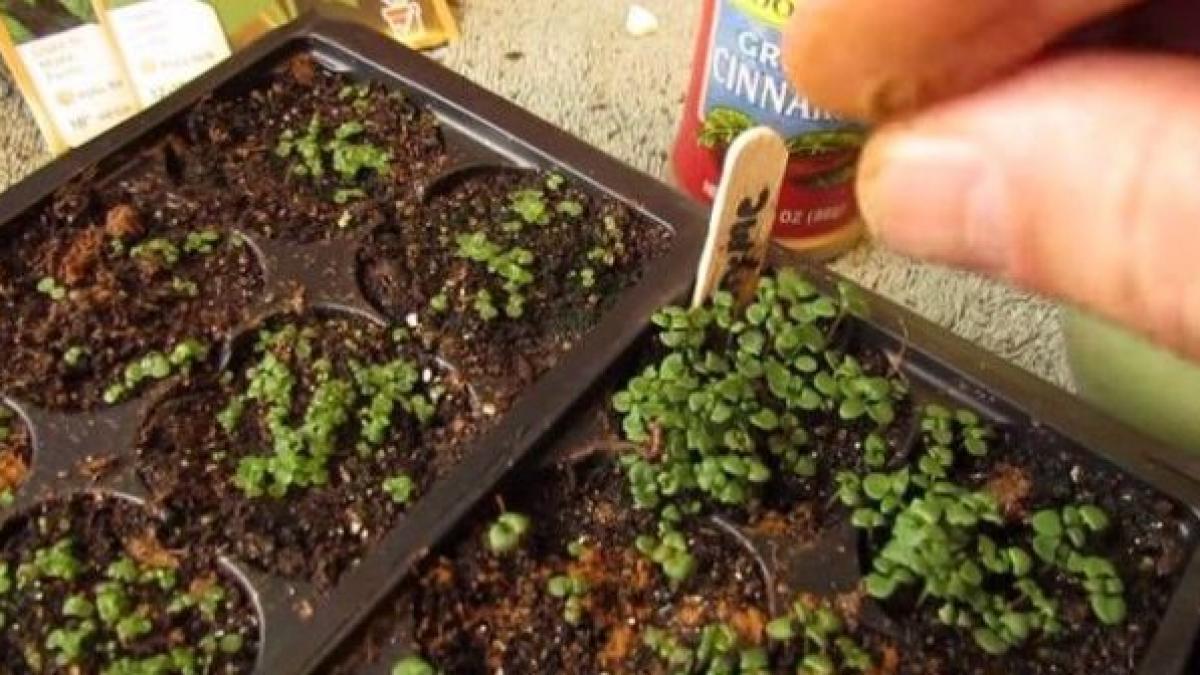 foarte tare n o sa ghicesti motivul pentru care barbatul asta pune scortisoara pe plantele sale