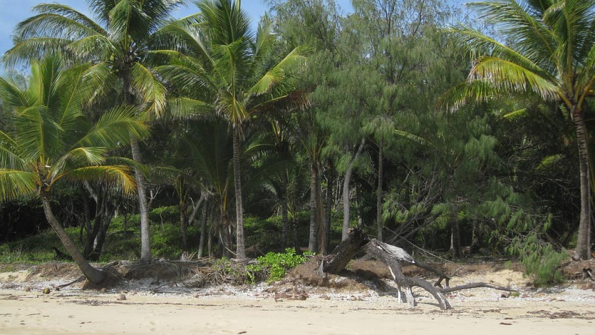 erau pe o insula pustie din mijlocul oceanului si credeau ca nu vor fi gasiti vreodata o idee