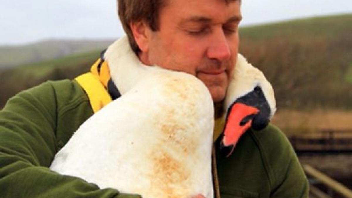 o altfel de iubire o lebada recunoscatoare isi imbratiseaza salvatorul