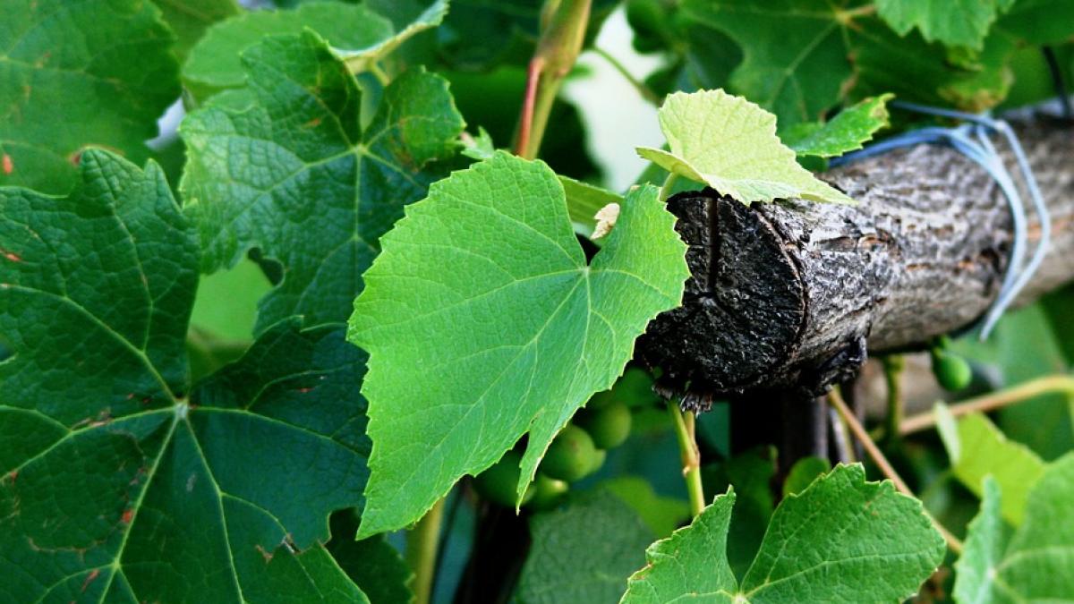 un barbat a ars de viu in vie dupa ce i s a facut rau