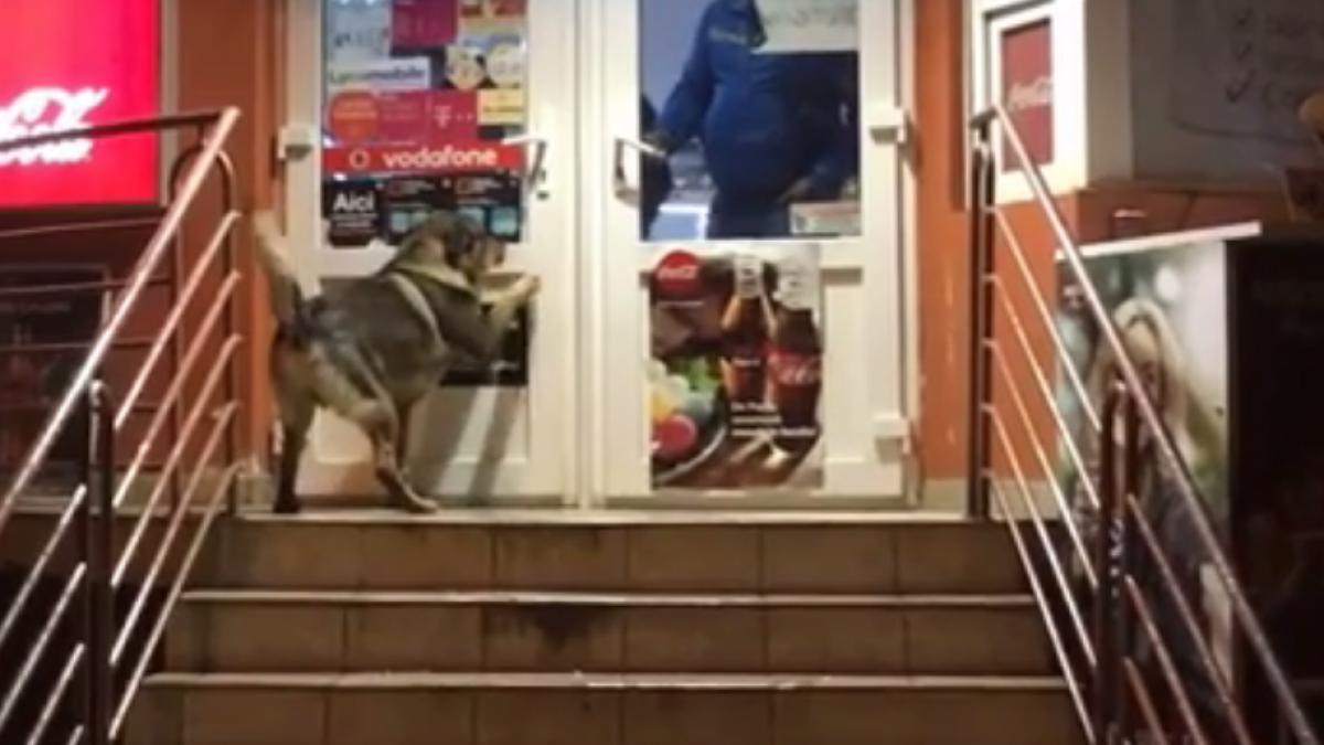 vanzatoare sechestrata in magazin de un caine interventie in forta a politiei