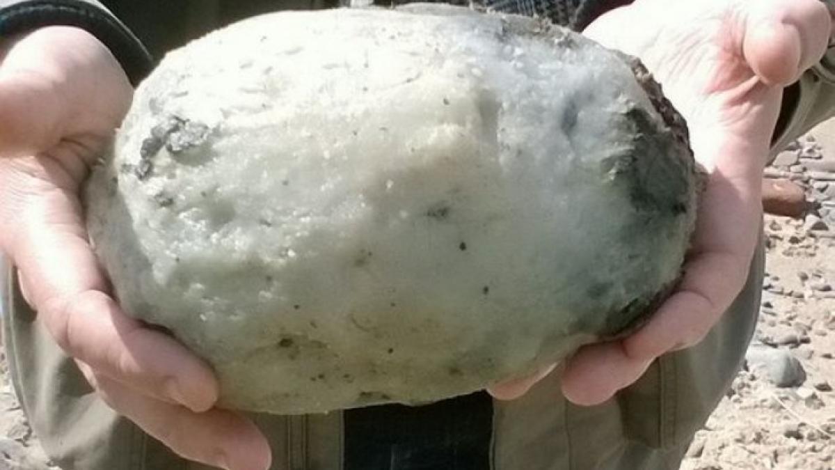 au gasit un bolovan pe plaja si l au luat acasa