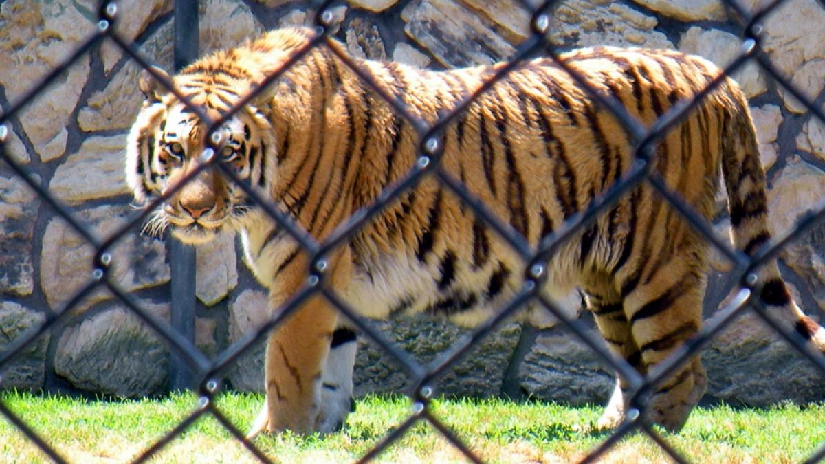 incident socant la zoo atacul tigrului siberian a durat 40 de minute