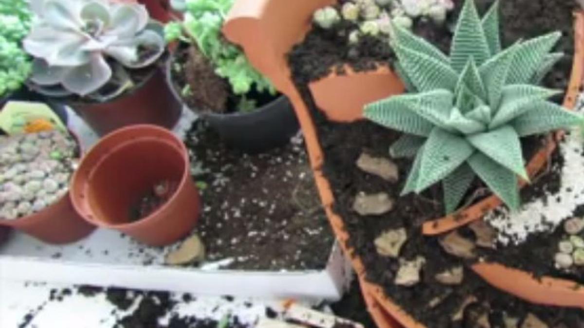 cum sa iti faci o minigradina la tine acasa