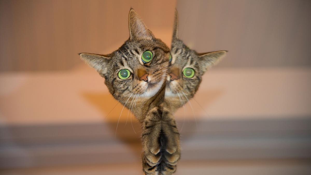 roma sobolani pisici politician experti