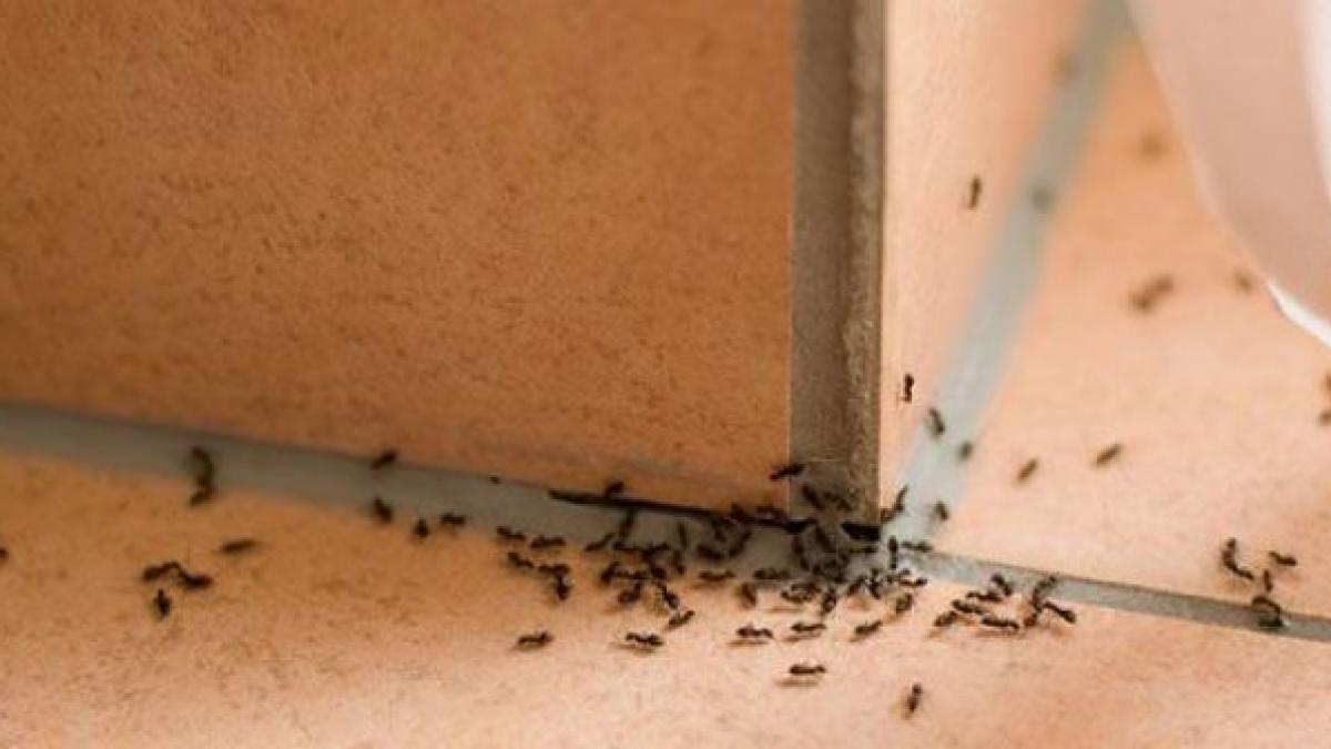 ai furnici in bucatarie uite cum sa scapi de ele pentru totdeauna