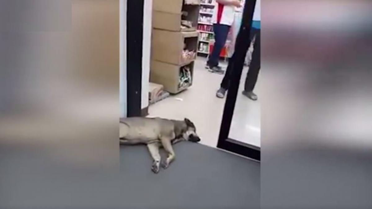 el este cel mai lenes catel din lume imaginile astea au ajuns virale pe internet