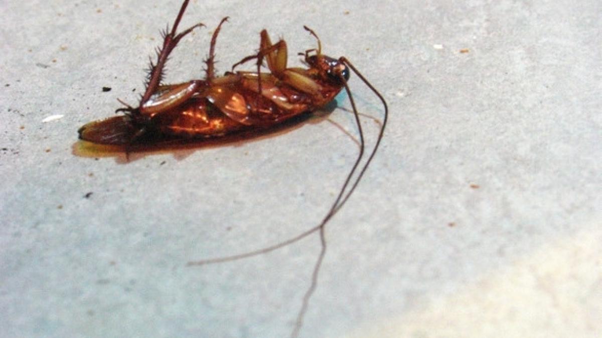 au observat ca au gandaci in casa s au dus la magazin si au cumparat insecticid