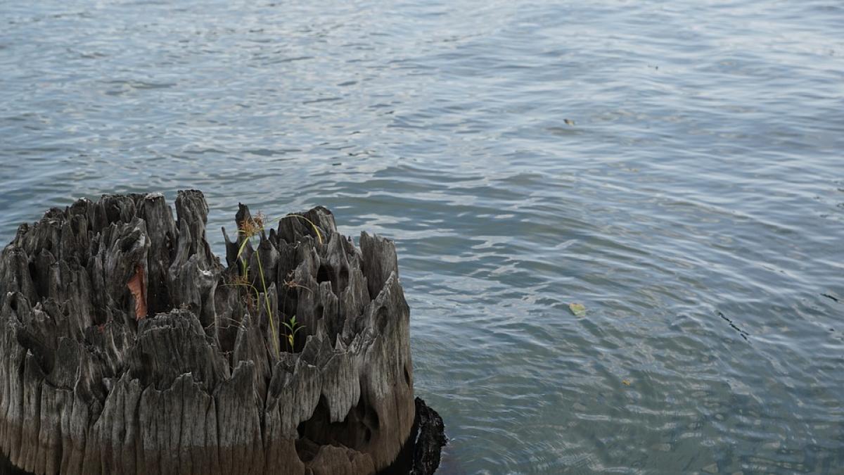 barbat inecat somes dej