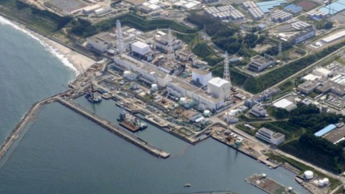 mii de mistreti darama tot ce a mai ramas in zona contaminata fukushima
