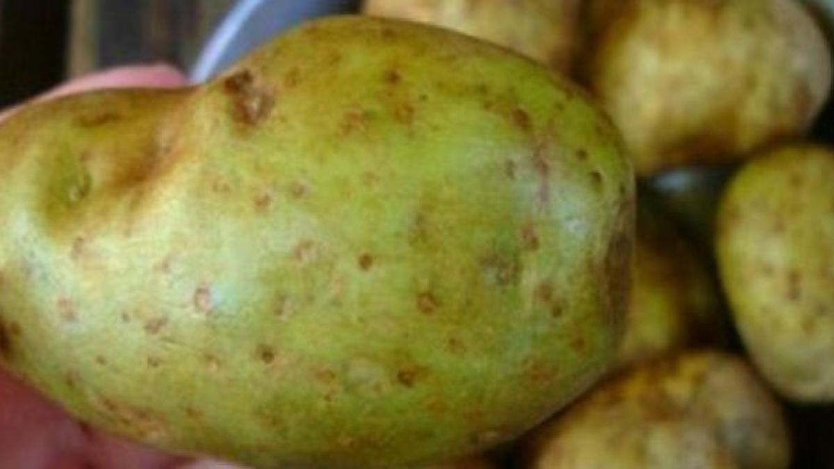 observi asa ceva pe cartofi arunca i imediat iti vei salva viata