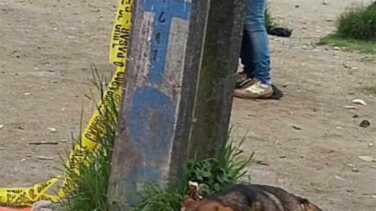 stapanul a murit in urma unui accident de masina cainele sau i a ramas alaturi pana la final