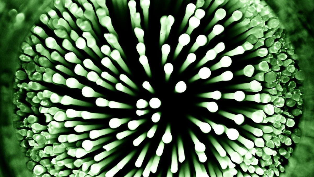 un om de stiinta si a injectat bacteria vietii vesnice ce a urmat apoi