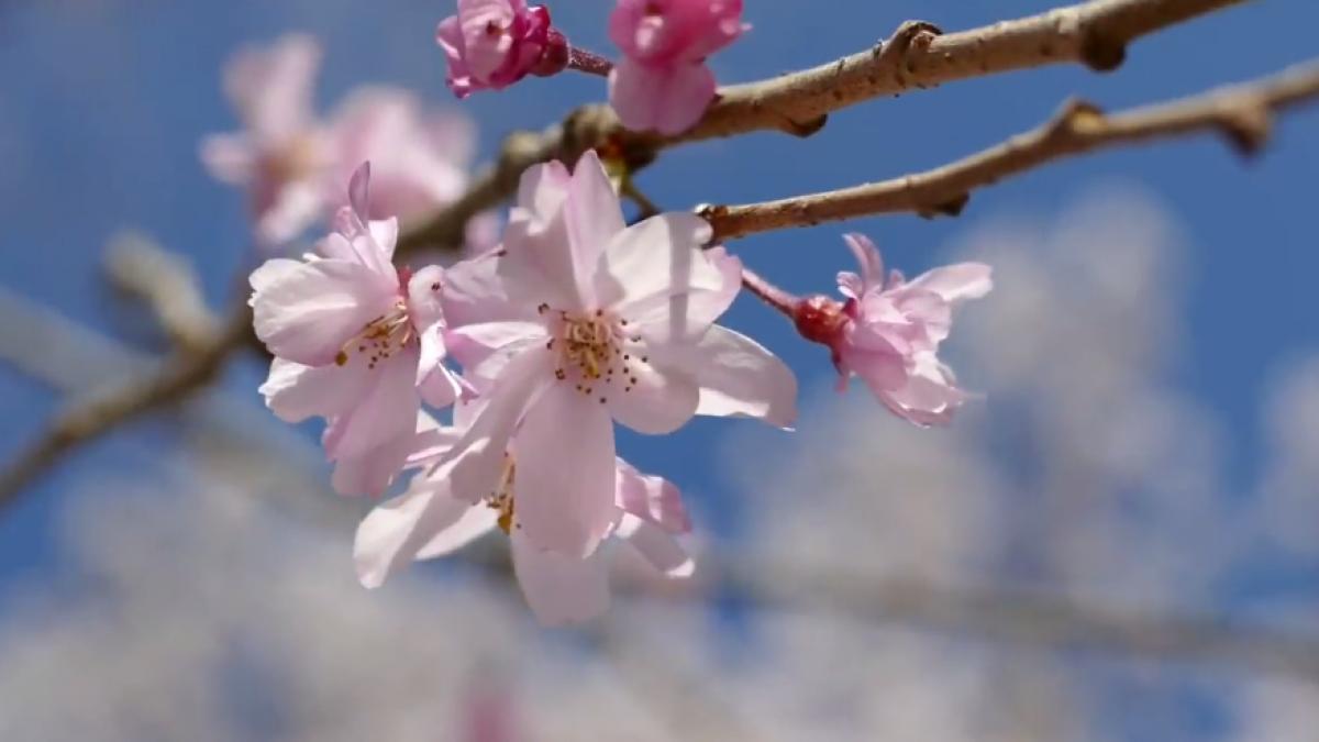 au inflorit cei mai frumosi ciresi din lume imagini de senzatie video