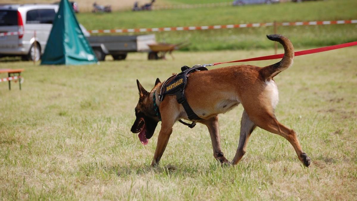 mobilizare cautari copii disparuti vaslui