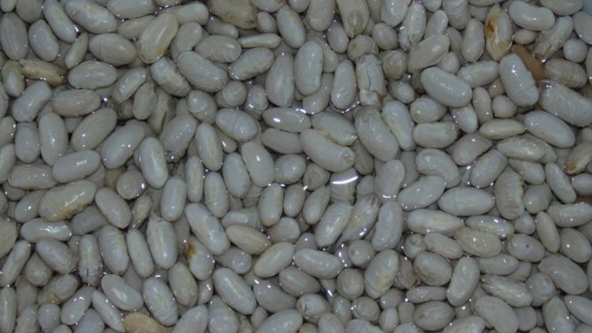 aproape 70 de tone de fasole romaneasca retrasa de pe piata din cauza pesticidelor