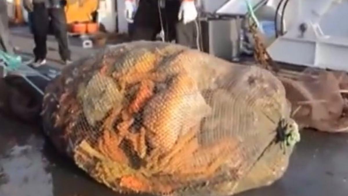 descoperirea care a socat oamenii de stiinta ce s a gasit sub apele pline de noroi ale fluviului