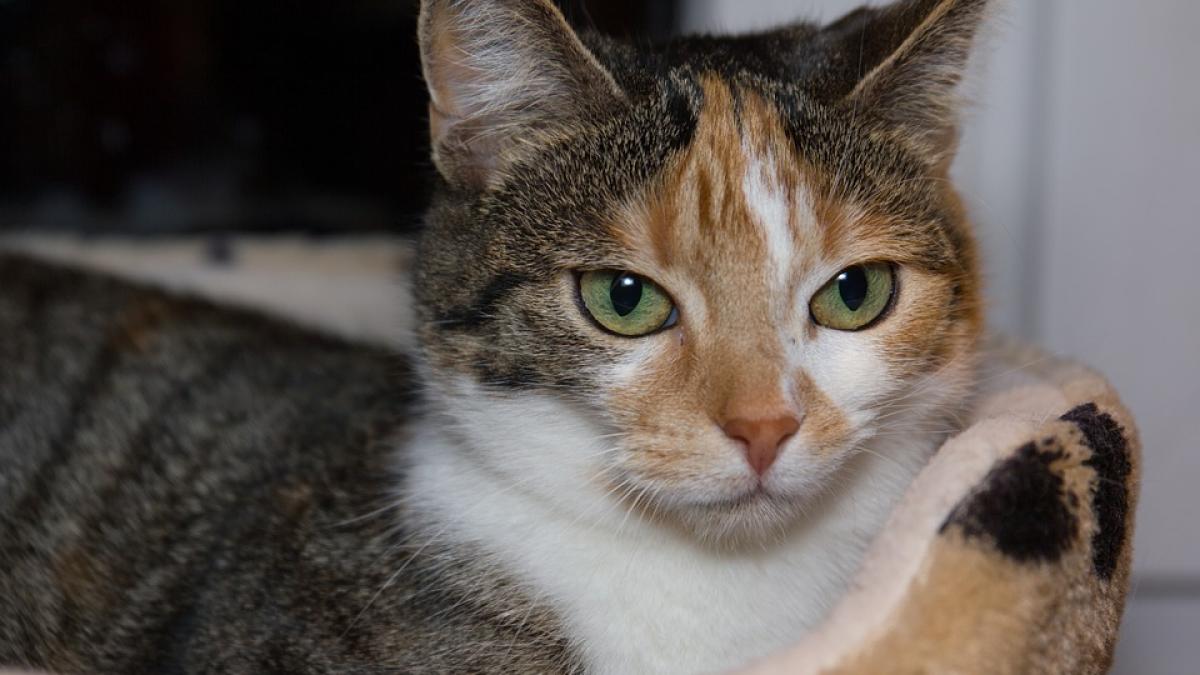 o pisica s a intors acasa dupa sase ani s a comportat ca si cand nimic nu s ar fi intamplat