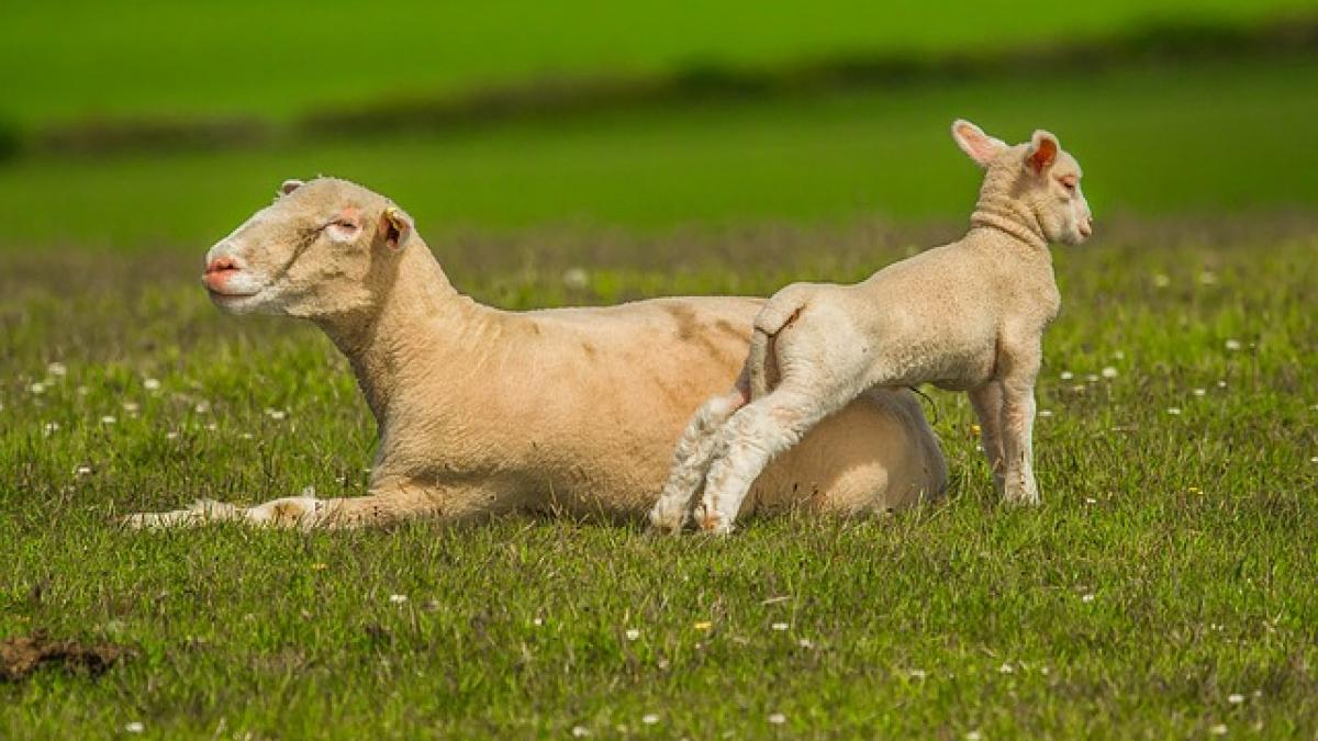 vrei carne de miel ieftina lista cu locurile din care trebuie sa o cumperi