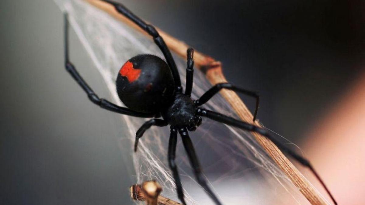 barbat muscat de penis de un paianjen veninos cum a fost posibil