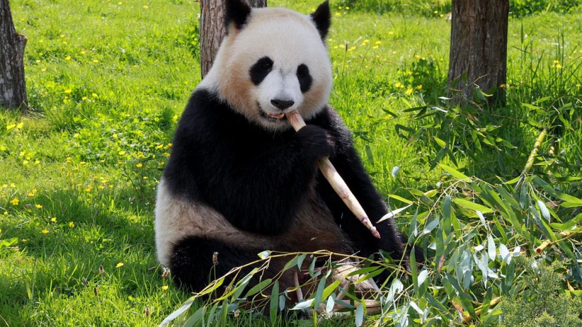 amenintare cu bomba la un post tv lansata de un terorist panda