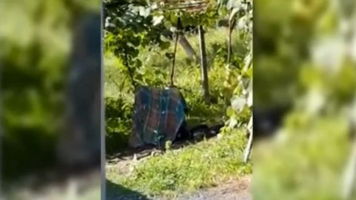 cruzime asistenta fiica lanturi curte