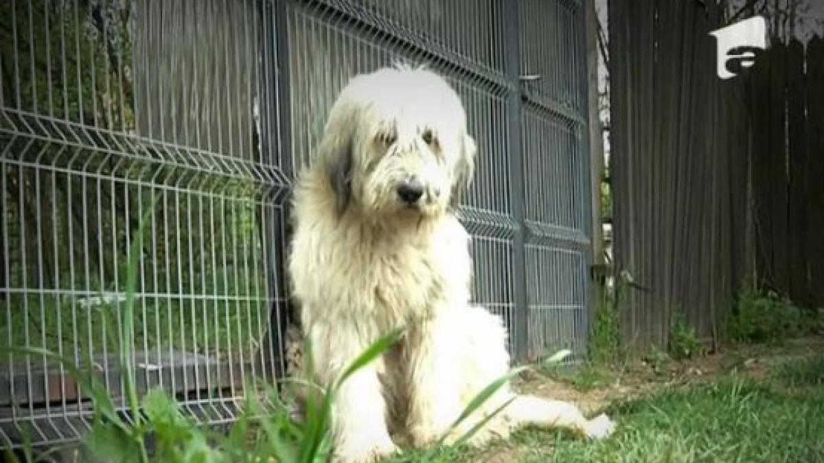 un caine din dolj isi asteapta de cinci ani stapanul care a murit