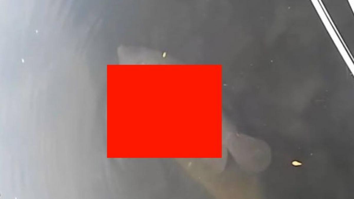 a vazut ceva bizar in apa a scos telefonul si a inceput sa filmeze