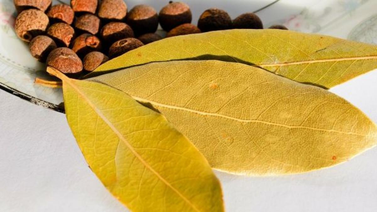 a pus foi de dafin in scrumiera si le a dat foc cand s a intors in camera a ramas uimita