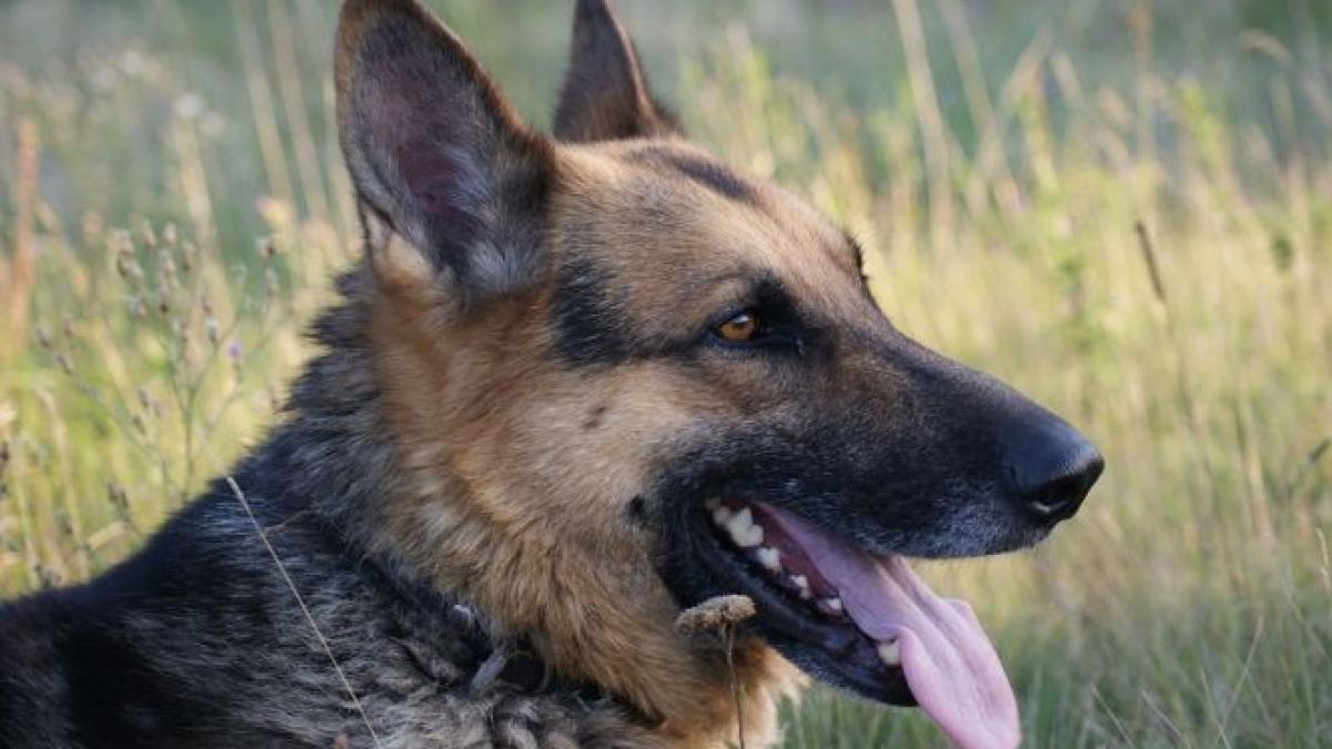 cainele care a primit masina de serviciu