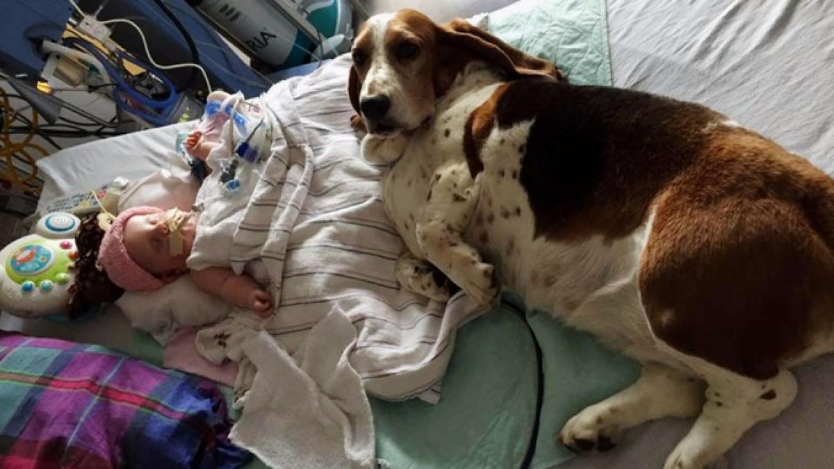 fetita lor este pe moarte iar cainii familiei o supravegheaza cu fidelitate