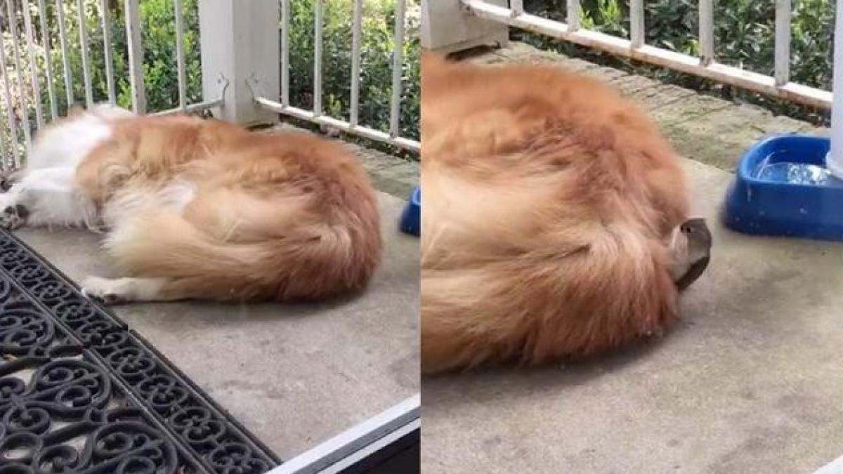 cum profita o pasare vicleana de un caine somnoros