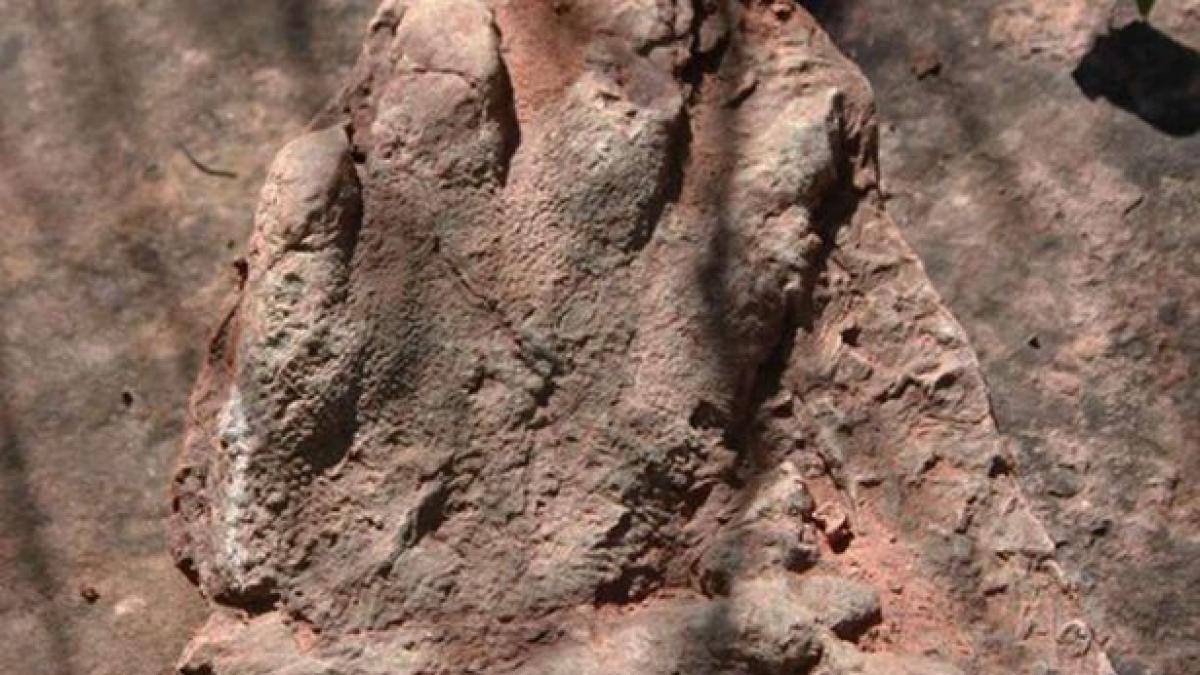 descoperire paleontologica uriasa amprente de dinozaur 230 de milioane de ani