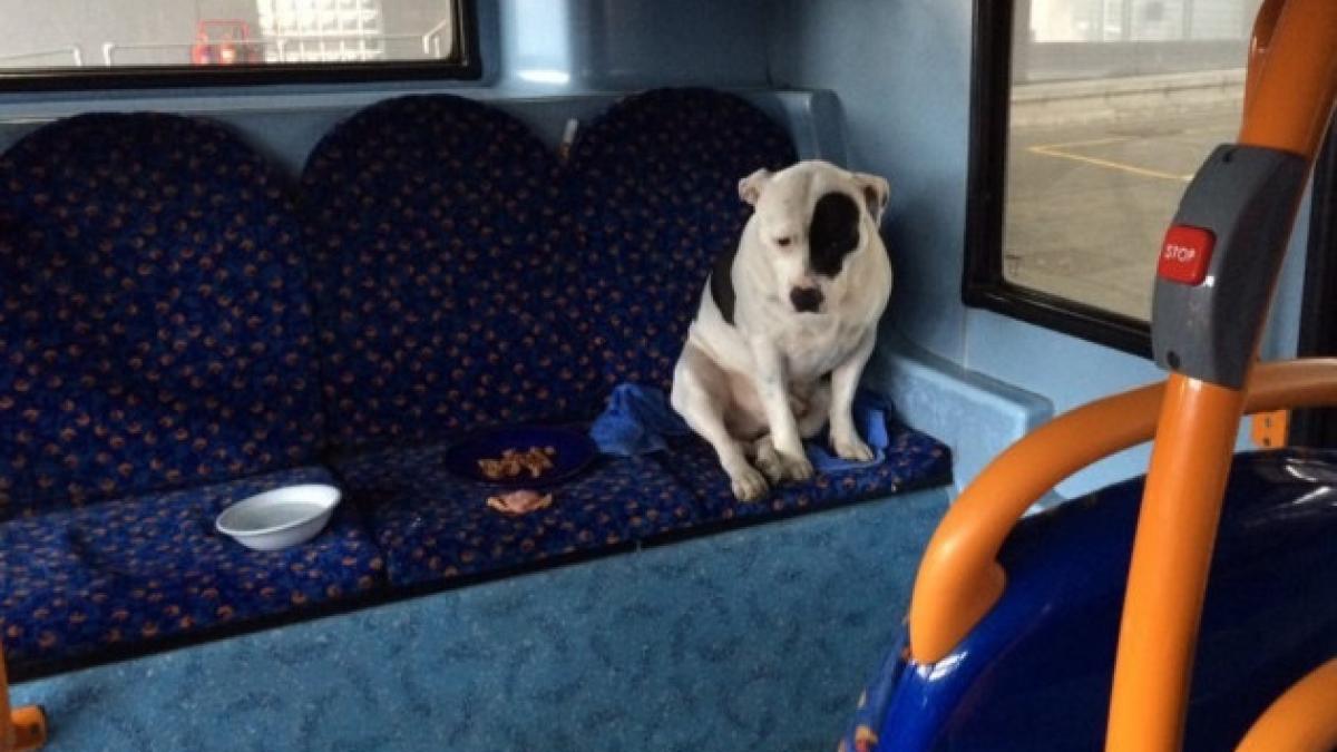 poveste impresionanta a fost cel mai trist catel acum insa este din nou fericit